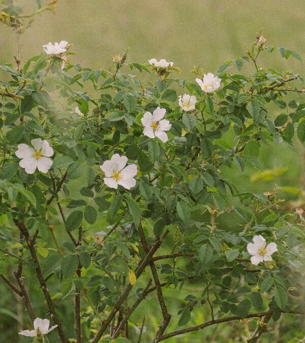 Programajánló a környéken – érdemes már most beírni a naptárba!